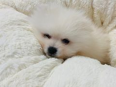 -翊宠yipet猫狗购宠庄园犬舍•猫舍