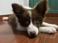 -暖阳宠物医院·犬猫康复中心·骨科