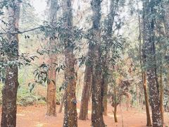-中国科学院西双版纳热带植物园