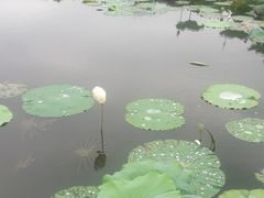 -荷塘月色湿地公园·向阳花洲
