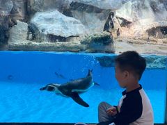 -帝企鹅自助餐厅•儿童岛•真企鹅(长隆企鹅酒店)