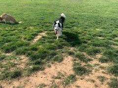 -趣玩宠物乐园寄养训犬训狗游泳池