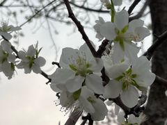 -桃花堤公园