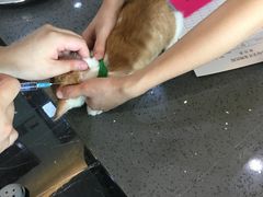 -宠颐生斯嘉宠物医院·急重症·心内科(谷阳北路分院)