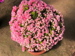 -南通洲际绿博园