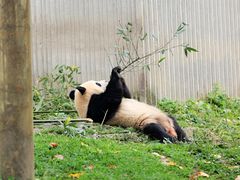 -卧龙中华大熊猫苑神树坪基地