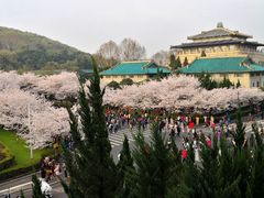 -武汉大学-樱园