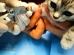 -纳吉亚猫专科动物诊疗中心(蒋宅口分院)