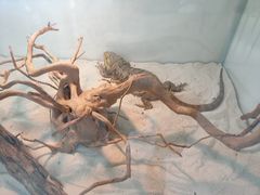 -喵园·猫主题咖啡厅·撸猫·猫咖(国贸店)