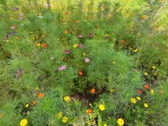 -7分甜(上海新天地广场店)