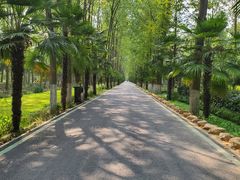 -合肥滨湖国家森林公园