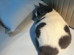 -翊宠yipet猫狗购宠庄园犬舍•猫舍