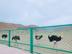 -新疆天山野生动物园