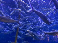 -成都浩海立方海洋公园