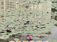 -花果园湿地公园