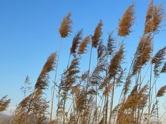 -野鸭湖国家湿地公园
