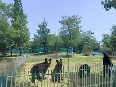 -秦皇岛野生动物园