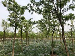 -天津东丽湖风景区