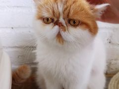 -喵屿·大理花园猫咖