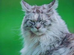 -70cat德文卷毛猫·缅因猫纯种猫舍