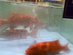 -旺顺阁海鲜广场(亚运村店)