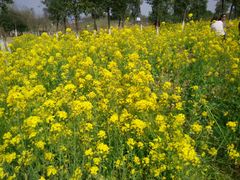 -瑶湖郊野森林公园