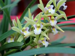 -秦美花卉(天朗·莱茵小城2期店)
