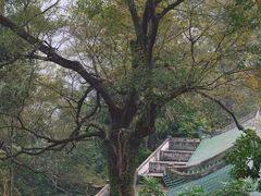 -鼎湖山风景区