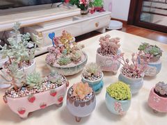 -曲阳花鸟市场(曲阳路店)