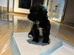 -翊宠yipet猫狗购宠庄园犬舍•猫舍