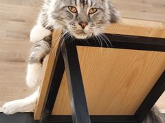 -瞄一喵猫咖(格力海岸店)