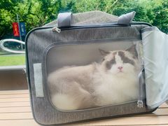 -momokira米努特·德文卷毛猫·棉花面纱犬