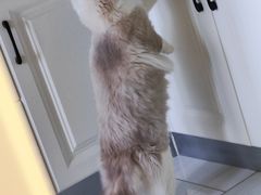 -瑞鹏宠物医院犬猫全科(真大分院)