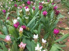 -松山湖梦幻百花洲