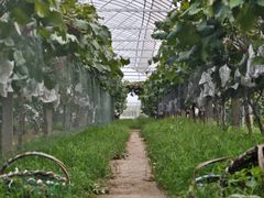 -马陆小张葡萄园农家乐