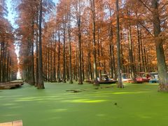 -渌洋湖湿地公园
