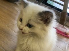 -70cat德文卷毛猫·缅因猫纯种猫舍
