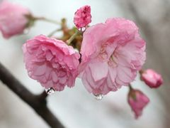 -天适樱花悠乐园