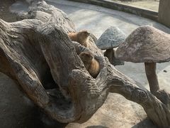 -合肥野生动物园
