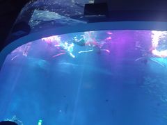 -合肥海洋世界