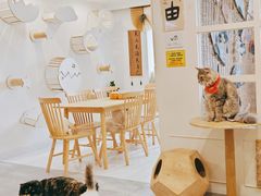 -楼上猫咖(罗湖店)