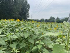 -长白岛森林公园