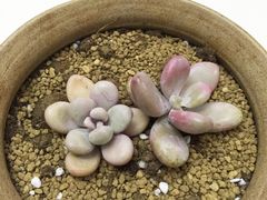 -龙大花卉苗木市场