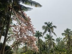 -中国科学院西双版纳热带植物园