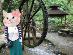 -莫里热带雨林景区