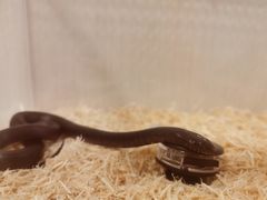 -酷以爬仙阁实体爬宠店·守宫·蜥蜴·专业繁育