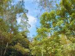 -火炉山森林公园