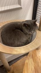 点击看大图 -飛凡TATTOO纹身•原创