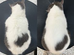 -momokira米努特·德文卷毛猫·棉花面纱犬