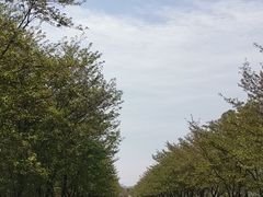 -天王浮山樱花园